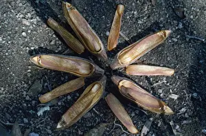 Pods Prints: Mahogany Tree Seed Pod - opened to reveal design for wind dispersal Amazonia Brazil South America