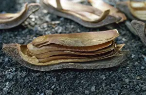 Mahogany Tree Seed Pod - opened to reveal design for wind dispersal Amazonia Brazil South America