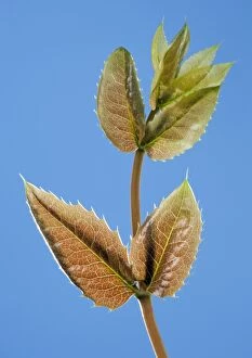 Aquifolium Gallery: Mahonia - young leaves in spring