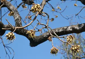 Mahua / Honey Tree / Madhuka / Mohwa Flowers - Used for medicinal purposes and to make alcoholic drinks - Madhya Pradesh, India