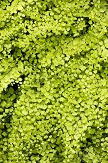 Lower Plant Prints: Maidenhair Fern (Adiantum capillus-veneris) growing by a spring