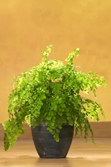 Maidenhair fern House plant