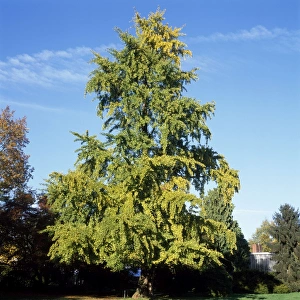 Images Dated 22nd September 2006: Maidenhair Tree