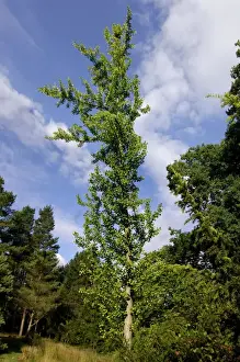 Ginkgo Prints: Maidenhair Tree - Bedgebury Pinetum