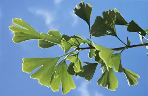 Herb Prints: Maidenhair Tree PM 8967 Ginkgo bilobatum © P. Morris / ARDEA LONDON