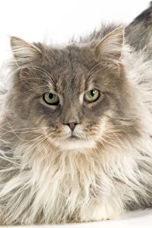Maine Coon - Blue Silver Tortie Tabby
