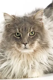 Furry Prints: Maine Coon - Blue Silver Tortie Tabby