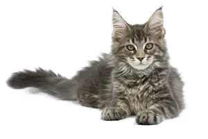 Maine Coon Prints: Maine Coon - blue tabby