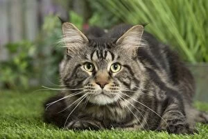 Coons Gallery: Maine Coon Cat