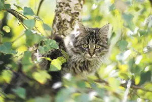 Maine Coon Prints: Maine Coon Cat - 16 week old kitten in tree