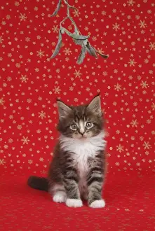 Maine Coon Cat - 7 week kitten under mistletoe