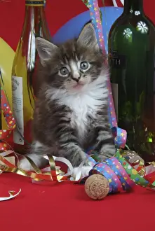 Maine Coon Prints: Maine Coon Cat - 7 week kitten in party setting