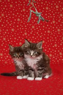 Mistletoe Prints: Maine Coon Cat - Two 7 week old kittens under mistletoe