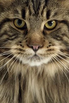 Maine Coon Cat - Brown Tabby, close-up of face