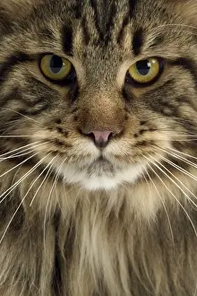 Watching Prints: Maine Coon Cat - Brown Tabby, close-up of face