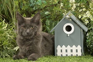 Coons Gallery: Maine Coon Cat kitten outside in the garden
