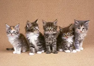 Maine Coon Cat - kittens on rush matting