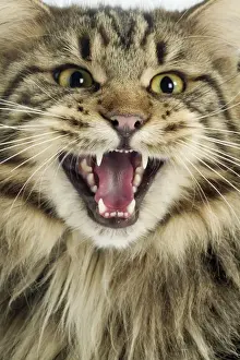 Maine Coon Cat - Longharied Brown Tabby