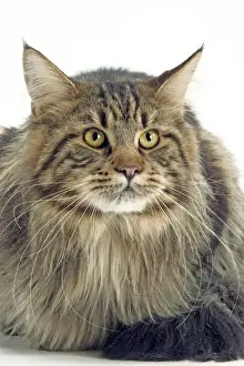Moustache Prints: Maine Coon Cat - Longharied Brown Tabby