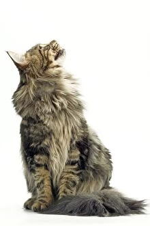 Images Dated 14th January 2005: Maine Coon Cat - Longharied Brown Tabby