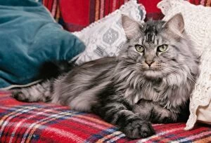MAINE COON CAT - lying on rug covered chair