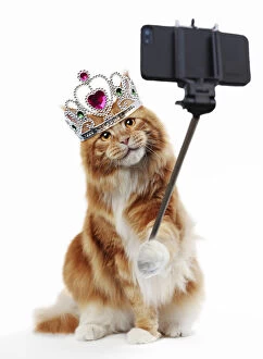 Maine Coon Cat taking a selfie, wearing crown. Selfie Queen