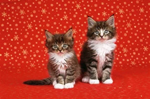 Kittens Collection: Maine Coon Cat - x2 kittens