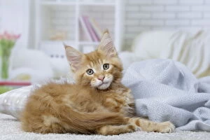 Coons Gallery: Maine Coon kitten inside