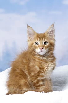 Coons Gallery: Maine Coon kitten outdoors in winter