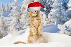 Coons Gallery: Maine Coon kitten wearing Christmas hat outdoors