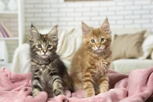 Maine Coon kittens indoors
