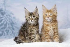 Maine Coon kittens in the snow in winter