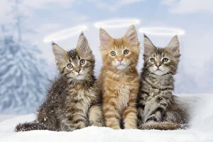 Maine Coon kittens in the snow in winter with