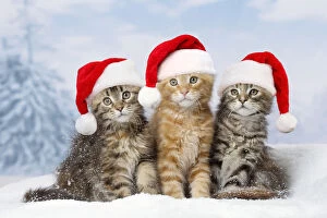 Xmas Gallery: Maine Coon kittens in the snow in winter wearing
