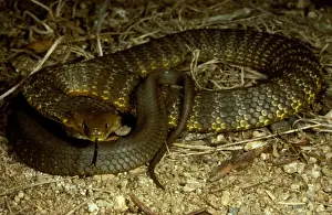 Mainland tiger snake - flickering its tongue