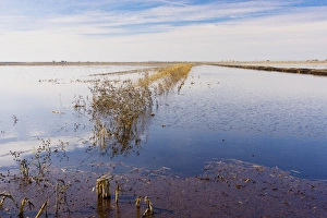 Images Dated 26th November 2010: Maize (Corn) fields flooded in winter for Cranes, Swans and other birds