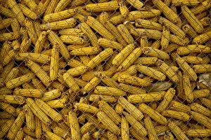 Storage Prints: Maize in storage (Zea mays) Rhine Valley, France