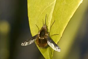 Images Dated 18th March 2005: Major Bee Fly Europe