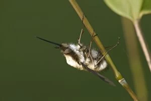 Images Dated 18th March 2005: Major Bee Fly. Europe