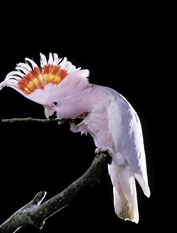 Major Mitchells COCKATOO