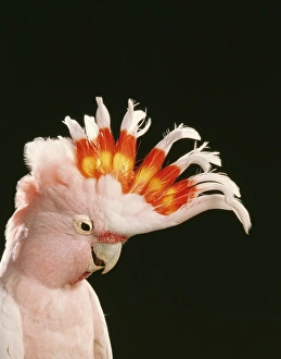 Images Dated 30th May 2008: Major Mitchell's Cockatoo