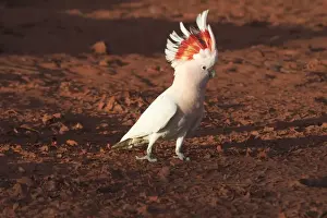 Major Mitchell's Cockatoo - Approaching a pool to drink at dawn At Lajamanu an aboriginal community on the edge of the Tanami Desert, Northern Territory, Australia. Endemic to Australia