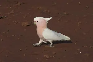 Major Mitchell's Cockatoo - Approaching pool for a drink at dawn At Lajamanu an aboriginal settlement beside the Tanami Desert, Northern Territory, Australia. Endemic to Australia
