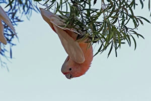 Major Mitchells Cockatoo hanging from foliage