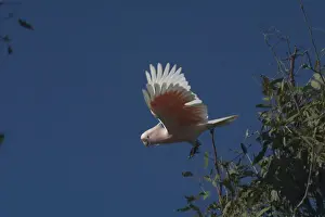 Major Mitchell's Cockatoo At Lajamanu an aboriginal community on the edge of the Tanami Desert, Northern Territory, Australia. Endemic to Australia. An inland Australian species but uncommon and of patchy distribution