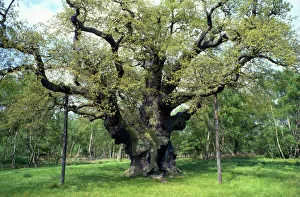Images Dated 23rd April 2008: Major Oak Sherwood Forest, Nottingham, UK