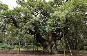 Legend Prints: Major Oak - with support props - Sherwood Forest - Nottinghamshire - England