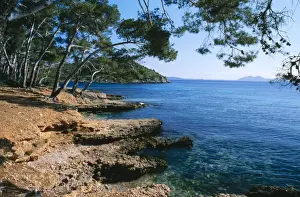 Majorca Overhanging pine trees at formentor, Bay of Polenca