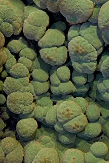 Malachite Prints: Malachite Close-up - Arizona USA