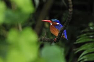 Images Dated 24th September 2008: Malachite Kingfisher